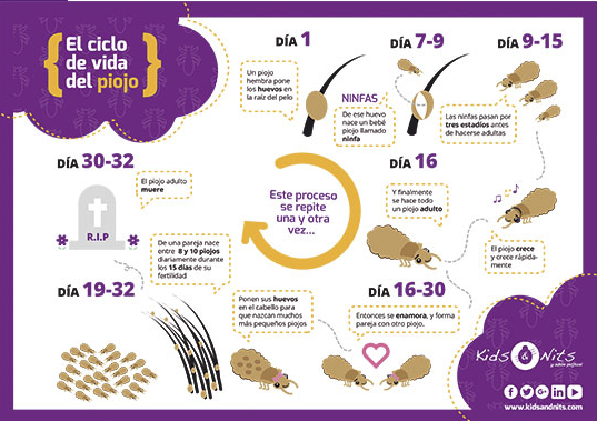 El ciclo de vida del piojo