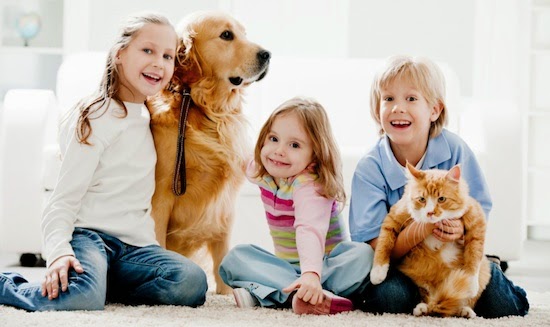mascotas y piojos